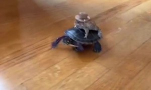 Frog wearing a cowboy hat rides on turtle's shell