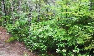 Golden Retriever Dives Into Mud Puddle