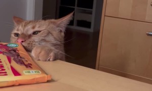 This Cat NEEDS to Sniff the Candy