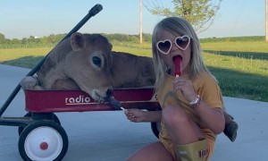 Girl Shares Popsicle With Pet Calf
