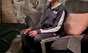 Rabbit Competes With Videogame for Attention