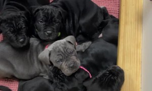 Waking Up to a Cute Litter of Puppies
