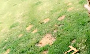 Rottweiler Pup Tears Piece Off of Porch