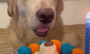 Pluto the Golden Retriever Celebrates 1st Birthday