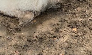 Fluffy White Dog Plays in Mud