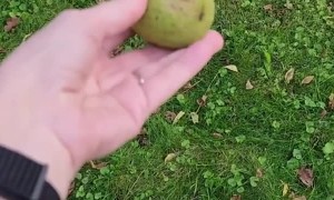 Squirrel Squatters Get Evicted