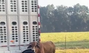 Baby Tries Roping Bull