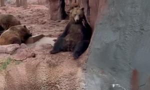 Bear Waves Back
