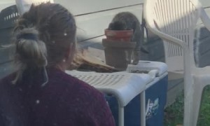 Kitten Takes a Tumble off Cooler