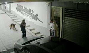 When Your Dog's Brakes Stop Working