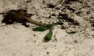 Anxious Golden Retriever Makes Big Mess When Left Alone
