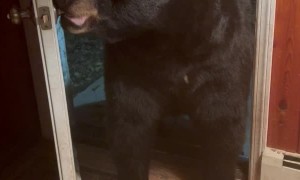 Beautiful Bear Shuts The Door Politely