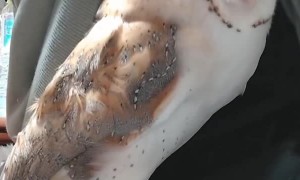 Adorable Owl Hides in Shirt