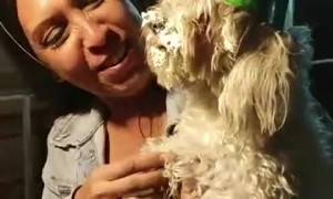Puppy Celebrating Birthday Gets Faced Shoved in Cupcake