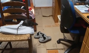 Rat's Jump Can't Quite Reach