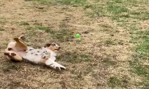 Lily the Uncoordinated Aussie