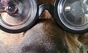 German Shepherd Wears Goofy Hat and Glasses