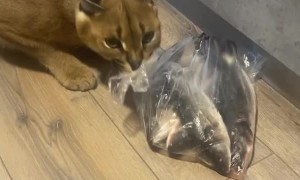 Caracal Steals Bag of Fish