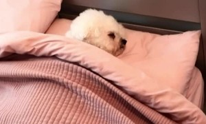 Dog Sleeps in Bed Like a Human
