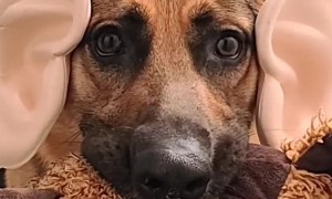 German Shepherd Sports Funny Outfit