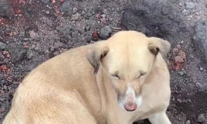 Wild dogs turn hot volcanic ground into personal spas