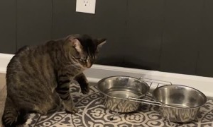 Simba the Cat Drinking From Water Bowl in a Weird Way