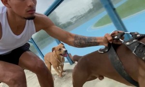Skating with the Help of my Pitbull