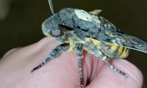 Cute Squeaky Hawkmoth