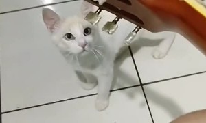 Cat Can't Stand Strums