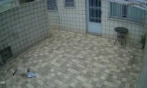 Zezinho the Cat Delivers Package into House Through Window