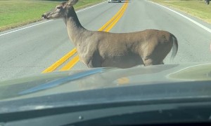 Friendly Deer Takes Her Time Crossing the Road