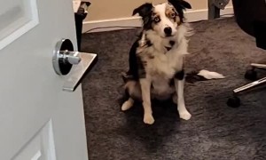 Aftermath of Dog Chewing up Toy During Meeting