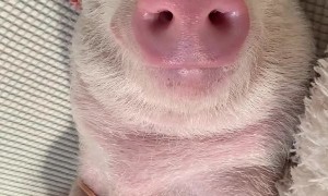 Best Dressed Piggy