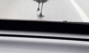 Emu Out For An Afternoon Stroll In Ohio