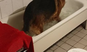 German Shepherd Plays in Bathtub