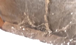 Baby Birds In The Wall
