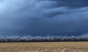 Snow Goose Migration at Dusk