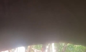 Bear Wants to Hide in Hunting Blind Too