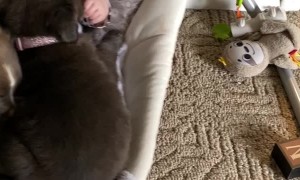 Baby Swings With Puppy Pals