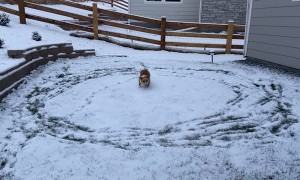 Corgi Runs in Circles After Seeing Snow for First Time