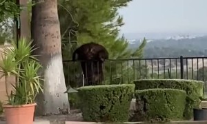 Bear Goes for a Swim in Pool