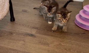 Ginger the Pitbull Is the Best Foster Mom to Kittens