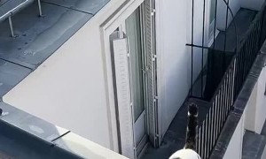 Cat Crosses Roof to Visit Neighbors