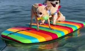 Chihuahua Surfers