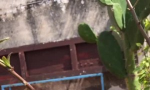 Caterpillars Startled by Dog's Bark