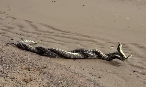 Two Male Carpet Pythons Fighting