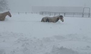 Horses Trudge Through Deep Snow