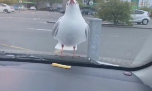Seagull throws temper tantrum to get what it wants