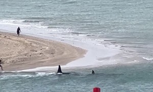 Excited Whale Watcher Takes a Fall