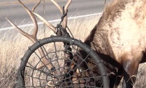 Elk Gets Antlers Stuck in Tree Swing
